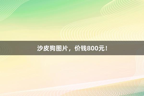 沙皮狗图片，价钱800元！