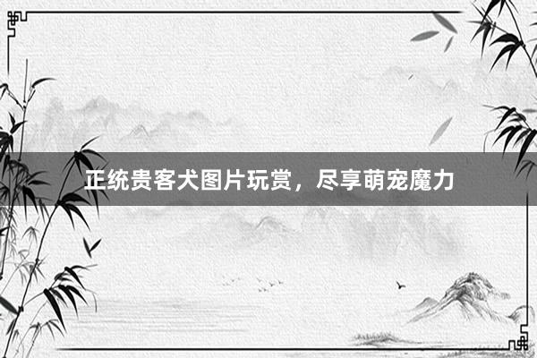 正统贵客犬图片玩赏，尽享萌宠魔力